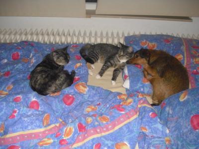 Bild zu 