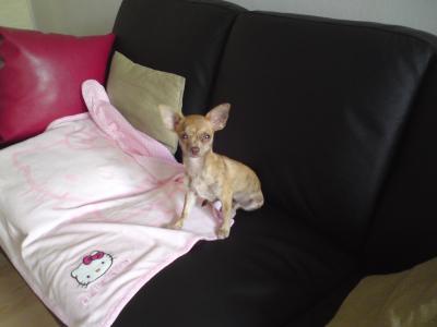 Bild zu Wollte meine Chloé vorstellen - Haustiere