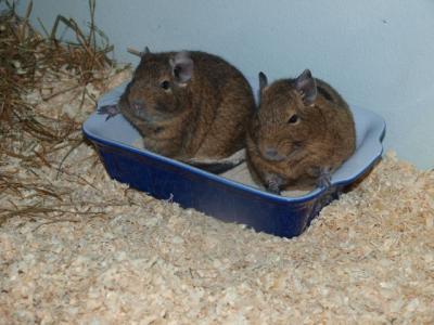 Bild zu Degus zugelaufen - Haustiere