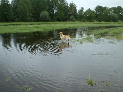 Bild zu wasserhund - Haustiere