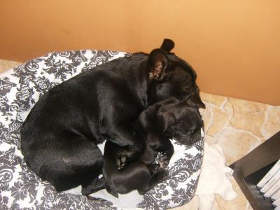 Bild zu unsere beiden :O) - Haustiere