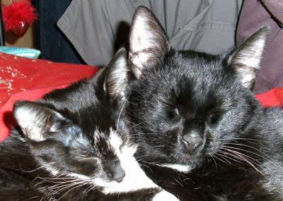 Bild zu Warum man angst hat wenn baby und Katze aufeinander treffen - Haustiere