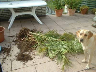 Bild zu wer war das nur? - Haustiere