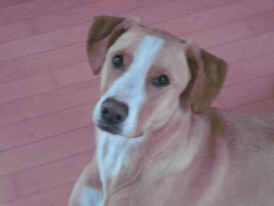Bild zu Unser Hund braucht einen neuen Platz - Haustiere