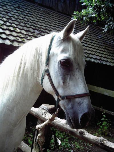 Bild zu Hi, ich habe zwar kein Haustier, aber ein Tier, bin ich hier richtig? - Haustiere