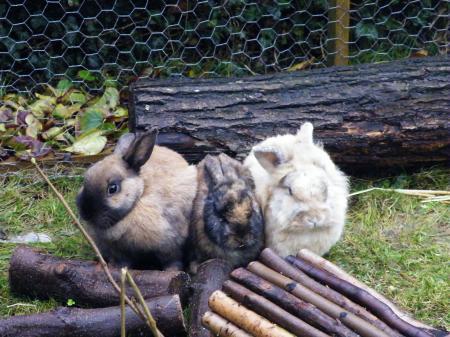 Bild zu