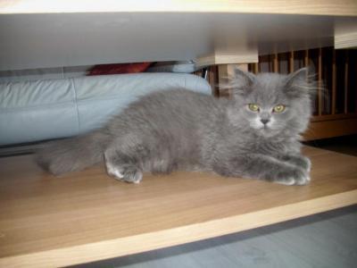 Bild zu Kater verliert beim urinieren Blut :-((( - Haustiere