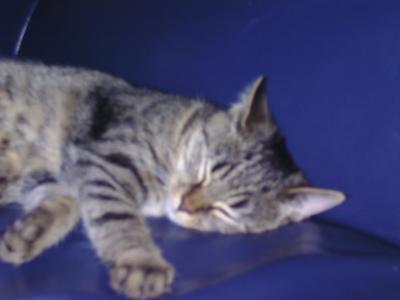 Bild zu Peaches - Haustiere