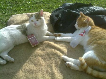 Bild zu