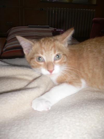 Bild zu Durschfall bei Kater ca. 4-5 Monate alt - Haustiere