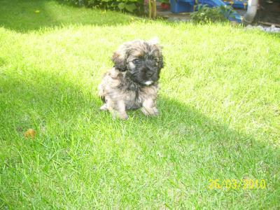 Bild zu Lhasa-Apso - Haustiere