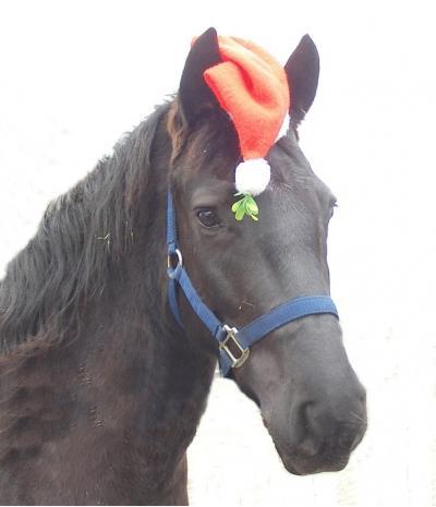 Bild zu Weihnachten für die Tiere - Haustiere