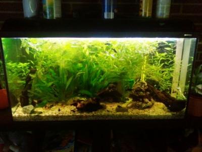 Bild zu Biete 200Liter Aquarium mit allem Zubehör, Deko, Pflanzen etc. - Haustiere