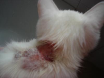 Bild zu Katze kratzt Wunde immer wieder auf...HILFE!!!!!! - Haustiere