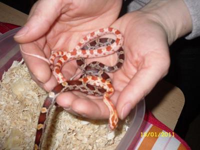 Bild zu Meine 2 Babies vorstellen möchte..................und auf Namenssuche gehe - Haustiere