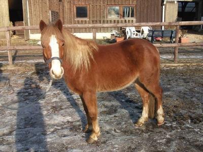 Bild zu 3 Jähriges Pony selber Ausbilden? - Haustiere