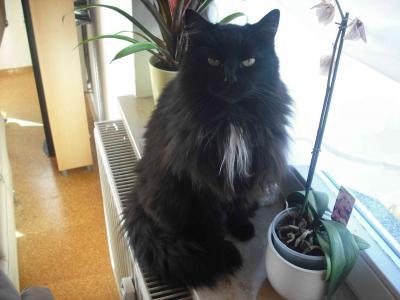 Bild zu Unser Bobbel - Haustiere