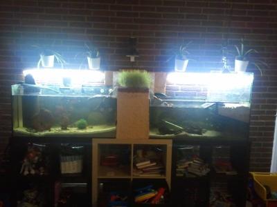 Bild zu Das neue zu Hause unserer Schildkröten - Haustiere