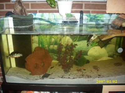 Bild zu bessere Bilder vom Schildkröten Zuhause - Haustiere