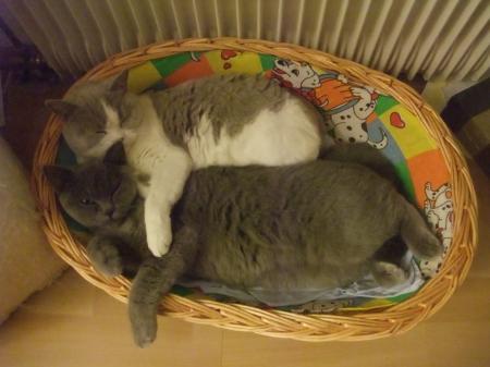 Bild zu