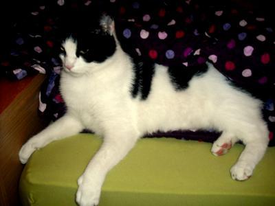 Bild zu Kater niesst! - Haustiere