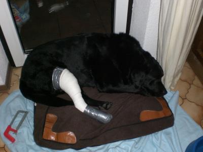 Bild zu So unser Wuff hatte heute seine OP... - Haustiere