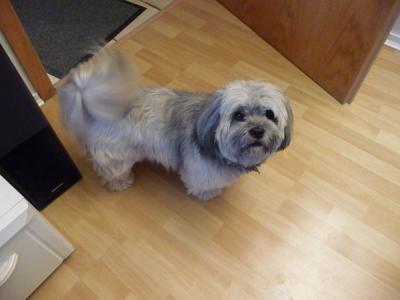 Bild zu Lhasa Apso sucht dringend ein neues Zuhause - Haustiere