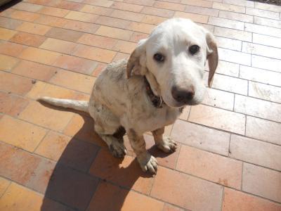 Bild zu Ich bin dann mal den Hund baden *lach* - Haustiere
