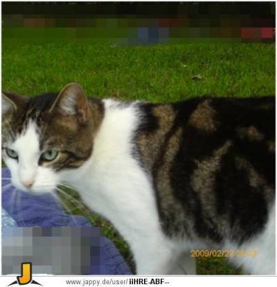 Bild zu Bruache für meine Kater wahrscheinlich ein neues Zuhause.... - Haustiere
