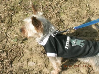 Bild zu Hallo,brauche mal hilfe (hund) - Haustiere