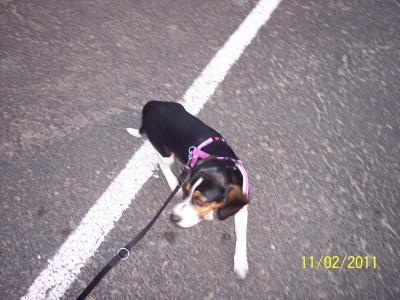 Bild zu unsere Betty - Haustiere