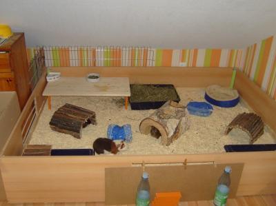 Bild zu Neus Bodengehege - Haustiere