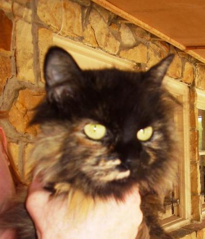 Bild zu Doppelschwaenzige Katze - Haustiere
