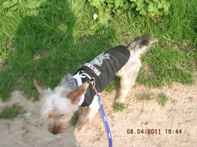 Bild zu hallo, brauche mal wieder ein rat, zecken beim hund - Haustiere