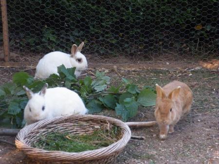 Bild zu 