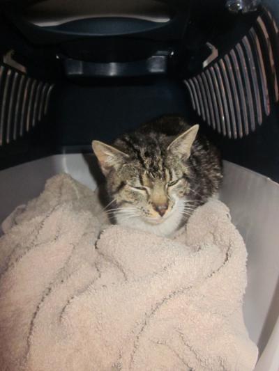 Bild zu Katze mit gebrochenem Hinterbein ,Erfahrungen gesucht - Haustiere