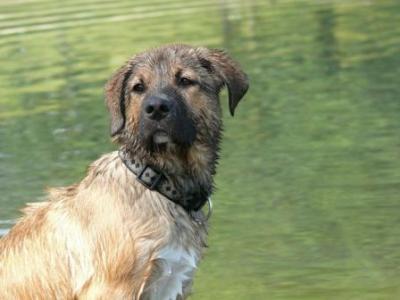 Bild zu Für die Hundebesitzer unter euch. Meine Kolumne. - Haustiere