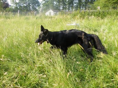 Bild zu Hund weist Kinder zurecht (lang) - Haustiere