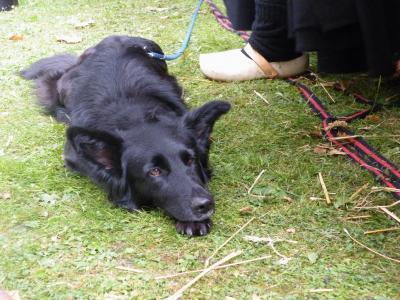 Bild zu Ich habe einen Killerhund, - Haustiere
