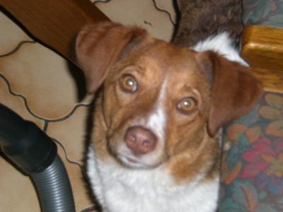 Bild zu Wie kann ich unserem Hund das GRABEN abgewöhnen..?? - Haustiere