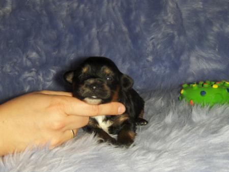 Bild zu