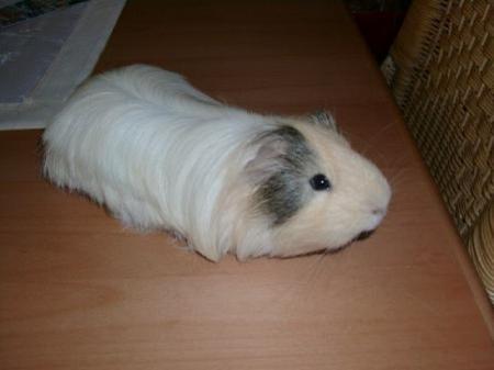 Bild zu
