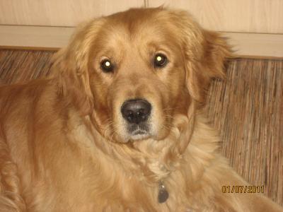 Bild zu fellpflege golden retriever - Haustiere