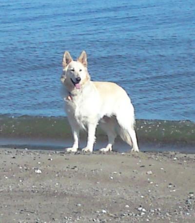 Bild zu Mein Hund hat's leider nicht geschafft - Haustiere