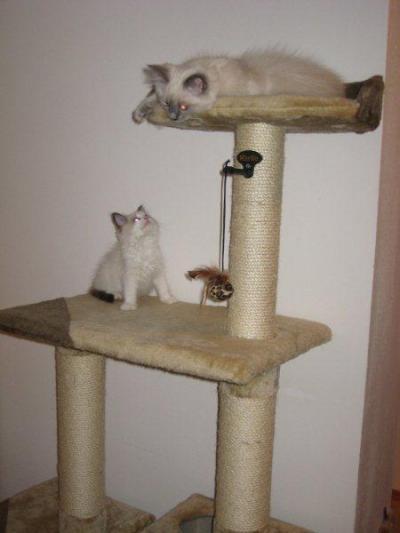 Bild zu Frage zu Babykatzen unterschiedlichen Alters - Haustiere