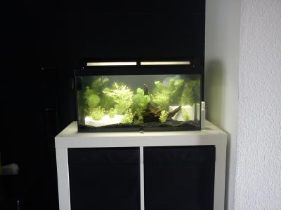 Bild zu Wir haben jetzt auch ein Aquarium - Haustiere