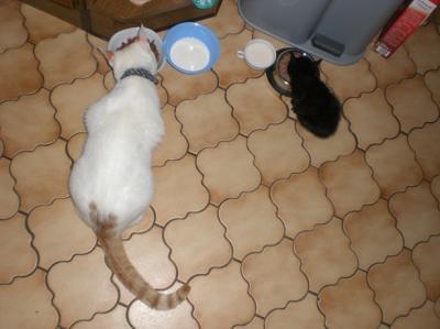 Bild zu Ein Bild von unserem Kätzchen.... einmal mit Kater einmal mit Labbi - Haustiere