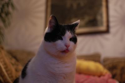 Bild zu Katze an Baby gewöhnen - Haustiere