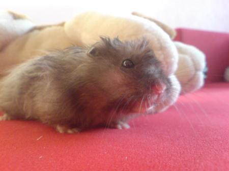 Bild zu 