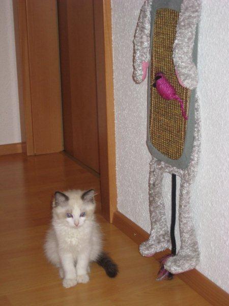 Bild zu